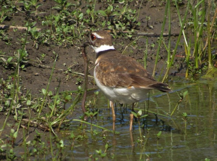 Killdeer